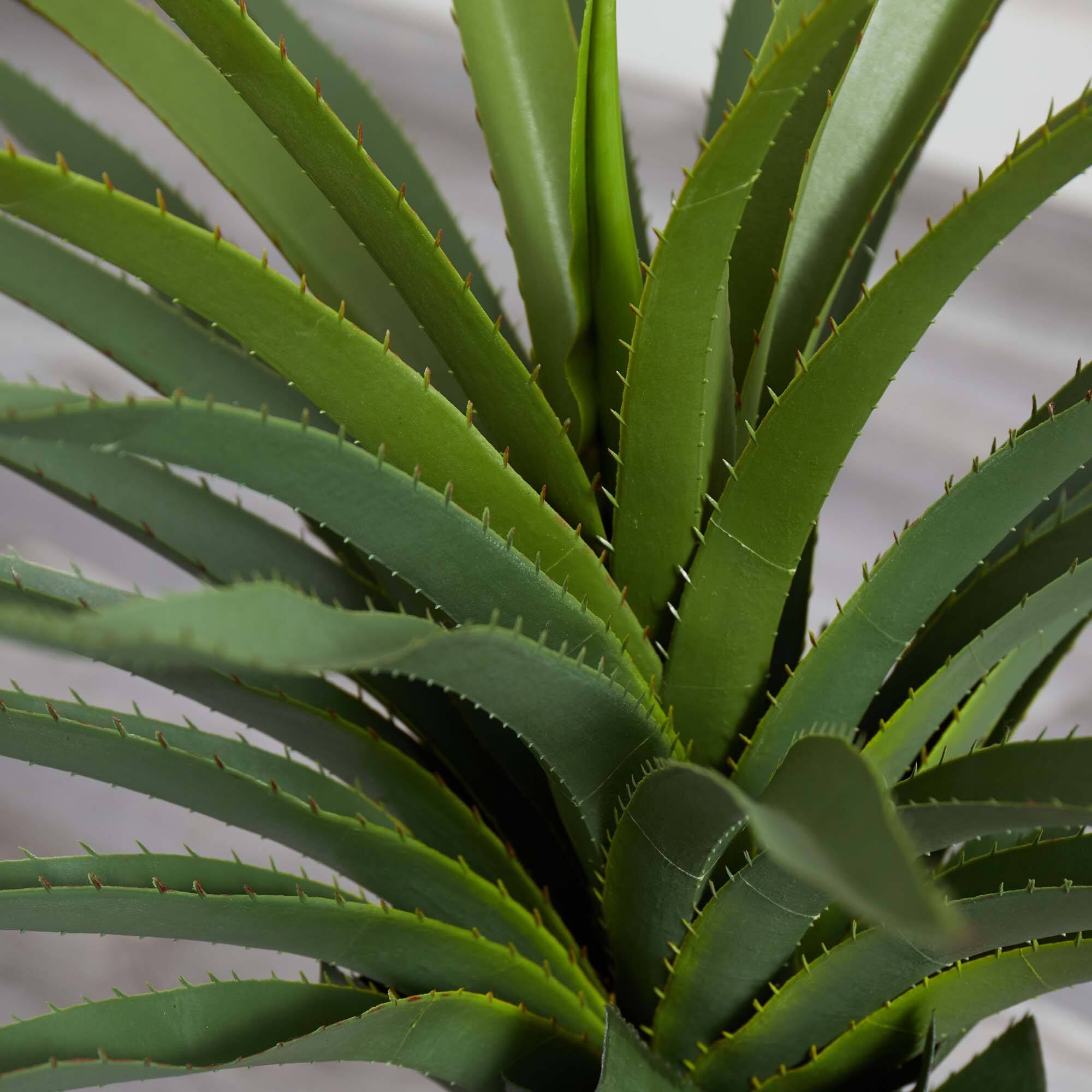 3.5ft. Potted Agave Plant